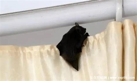 火 筆劃 蝙蝠飞进房间代表什么